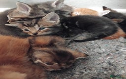 Mixed Breed cats for sale: 7 Beautiful tabby x British Short Hair ready - Image 13