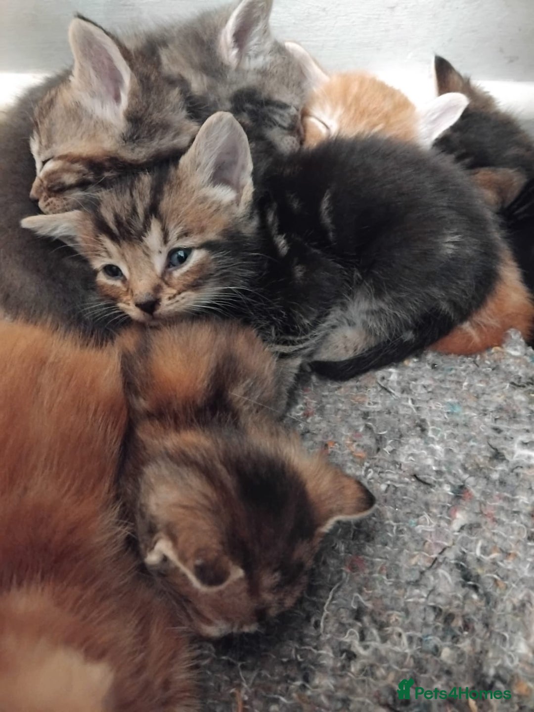 Mixed Breed cats for sale: 7 Beautiful tabby x British Short Hair ready - Image 13