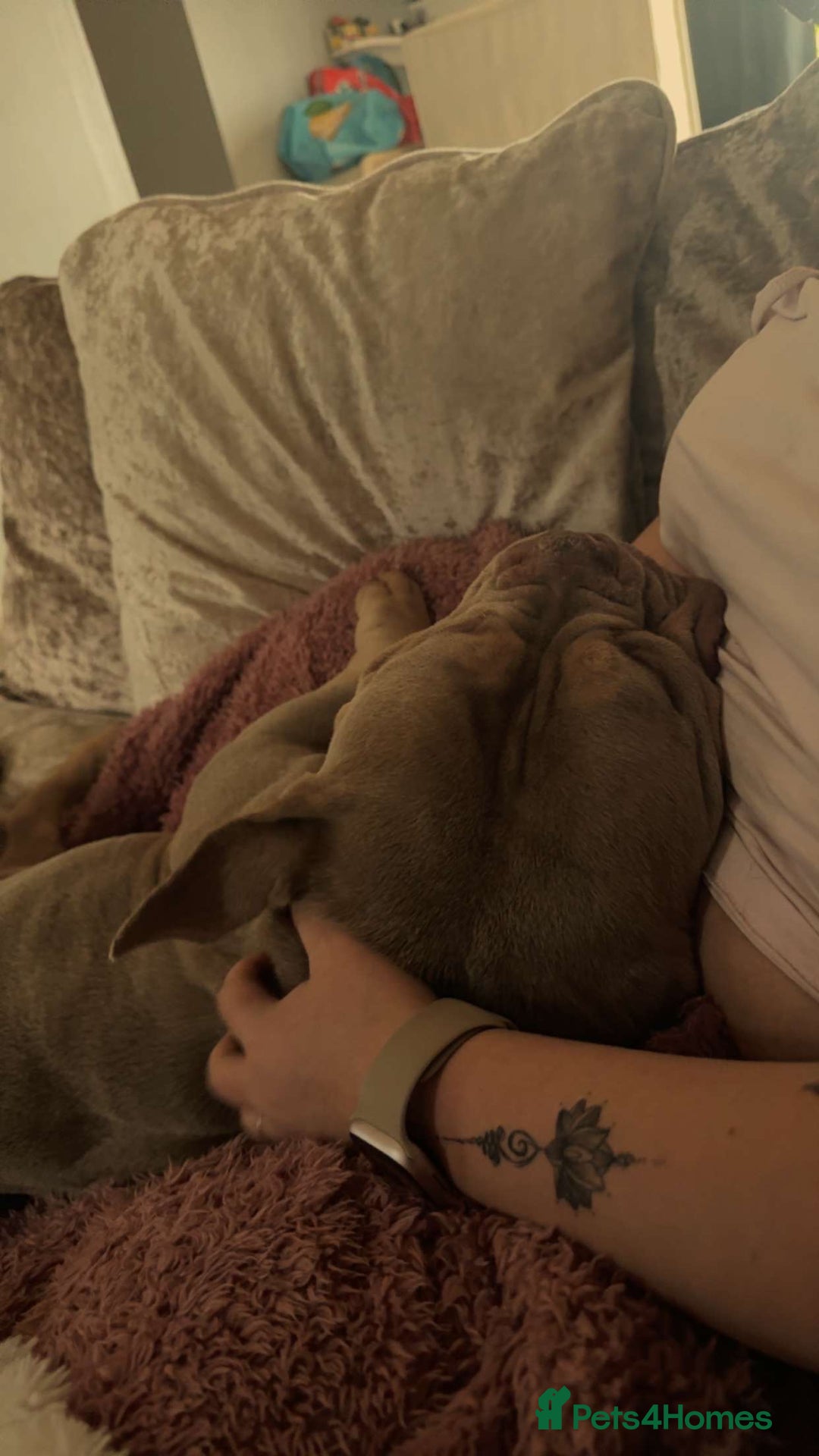 Mixed Breed dogs for sale: Male American bulldog pocket  - Advert 4