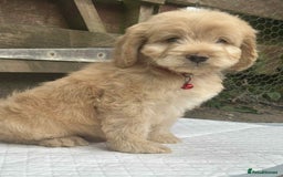 Cockapoo dogs for sale: Nobody chose me - Image 12