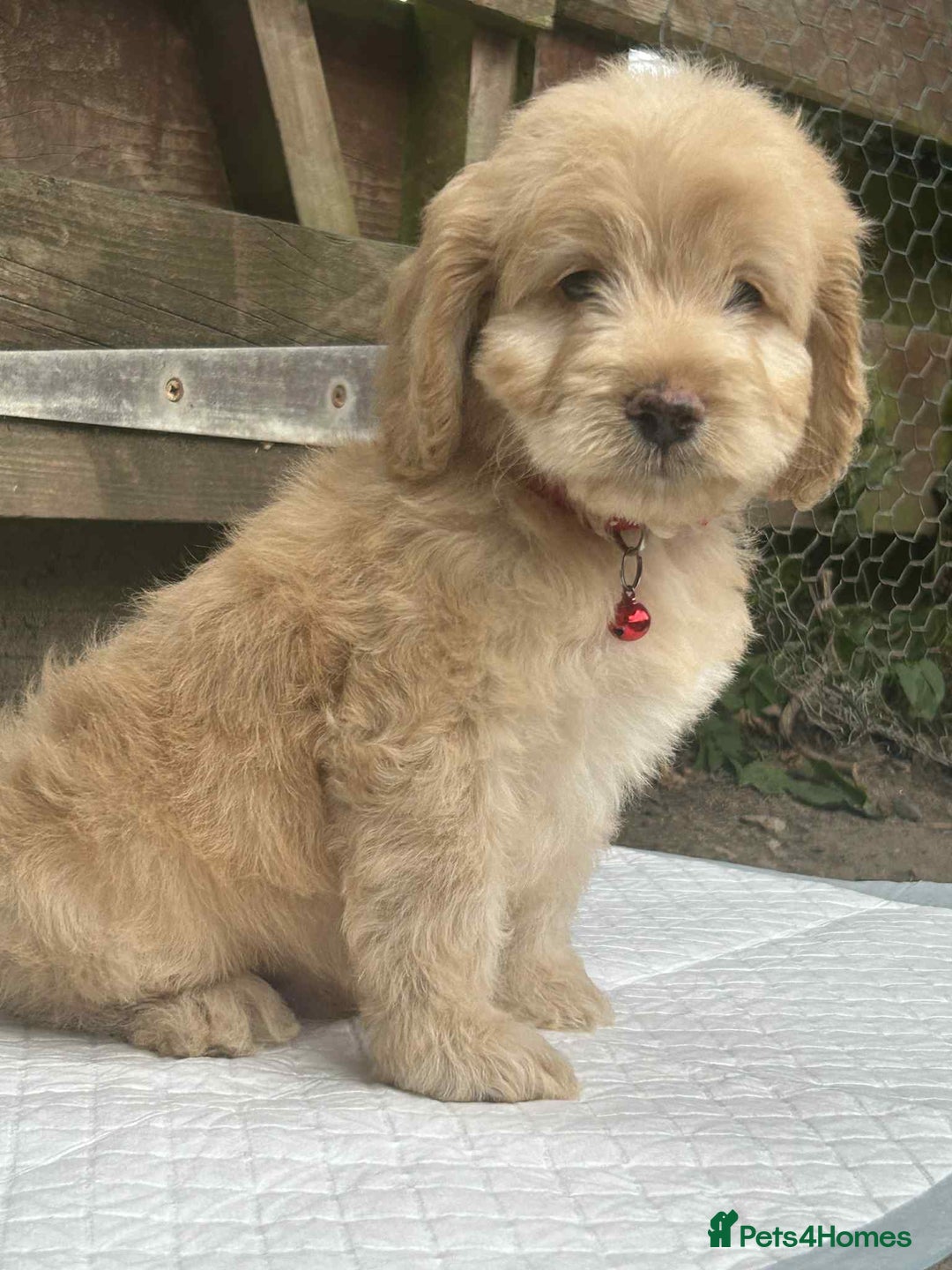 Cockapoo dogs for sale: Nobody chose me - Image 12