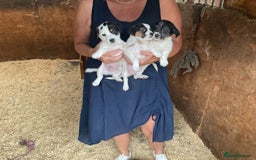 Jack Russell dogs for sale: Gorgeous Jack Russell puppies  - Image 1