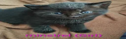 Mixed Breed cats for sale: Kittens for sale! - Advert 3