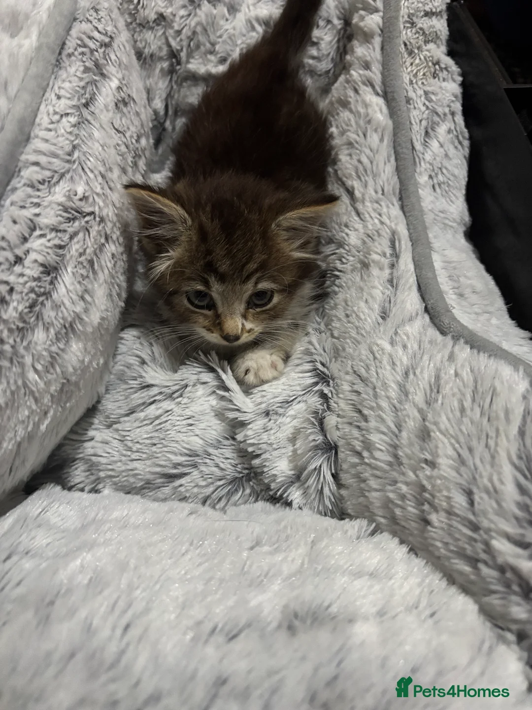 British Longhair cats for sale: Beautiful British Longhair for sale in Birmingham - Advert 2