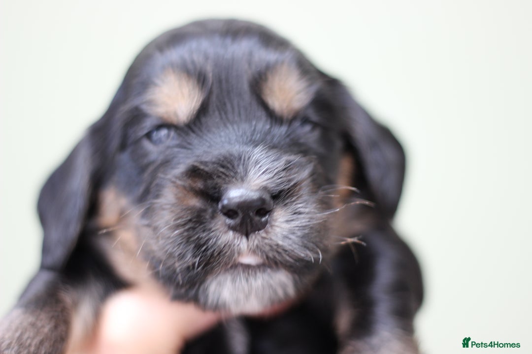 Cockapoo dogs for sale: Beautiful, Rare Cockapoo Puppies – Ready 17th Nov - Image 1
