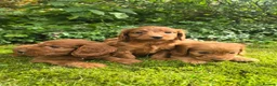 Cockapoo dogs for sale: F1 Fox red Miniature Cockapoo puppies in Preston - Advert 3