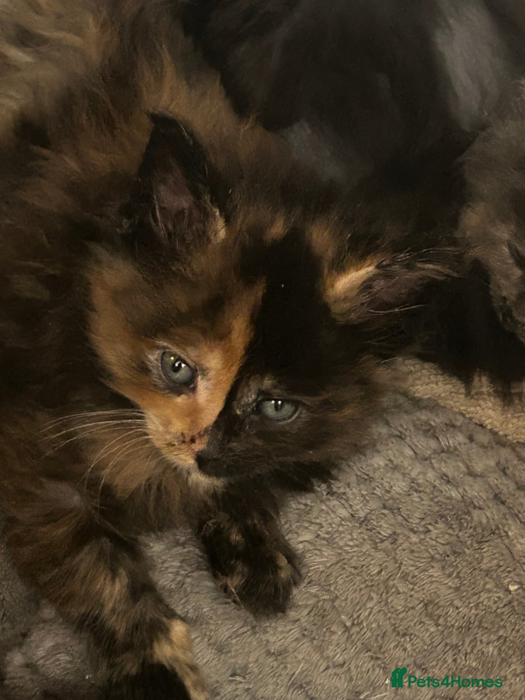 Maine Coon cats for sale: 8 beautiful mainecoon kittens for sale - Advert 29