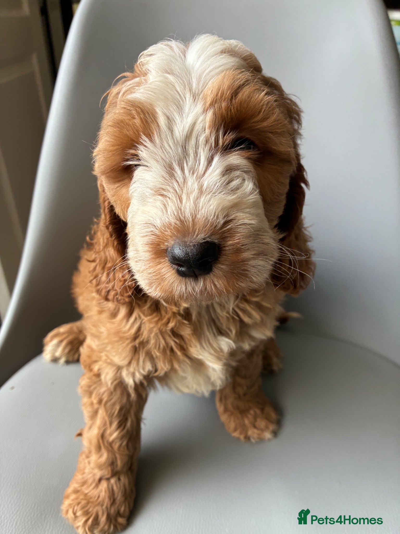 Cockapoo dogs Beautiful Cockerpoo puppies - Advert 2