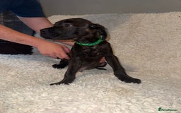 Cane Corso dogs for sale: Beautiful Litter Of Cane Corso Puppys - Image 8