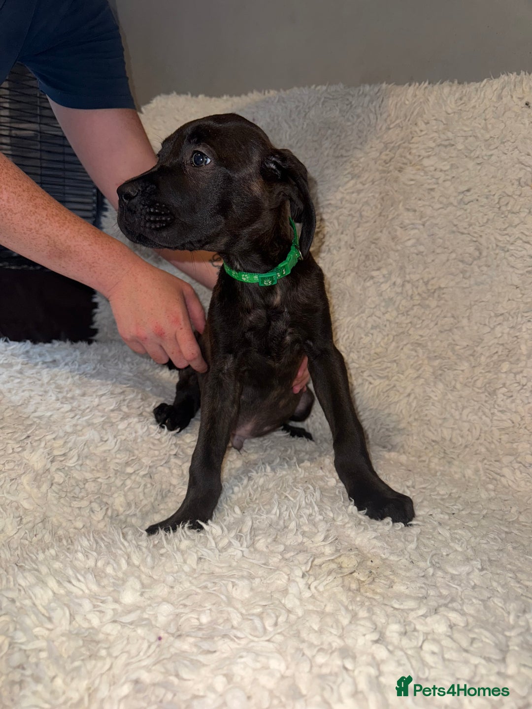 Cane Corso dogs for sale: Beautiful Litter Of Cane Corso Puppys - Image 8