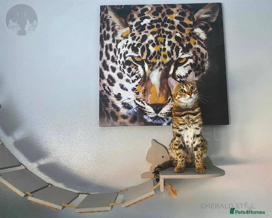 Bengal cats for sale: Pure Pedigree TICA Early Generation Bengal - Advert 23