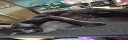 British Shorthair cats for sale: Kitten for sale - Advert 5