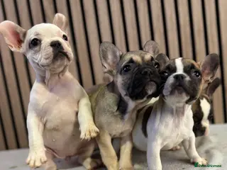 French Bulldog dogs KC REGISTERED FRENCH BULLDOG 🐶 - Advert 1