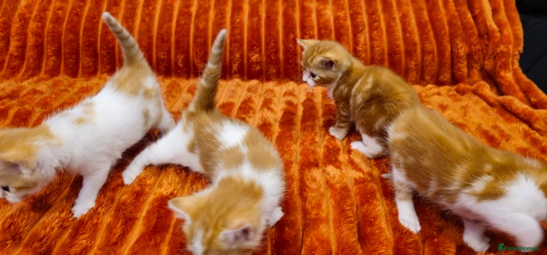 British Shorthair cats for sale: Ginger kittens for sale in Tamworth - Advert 28