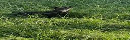 Patterdale Terrier dogs for sale: Patterdale terrier  - Advert 5