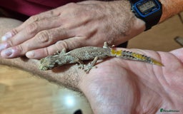 Gecko reptiles for sale: Pair of Northern Spiny tailed geckos and setup - Image 4