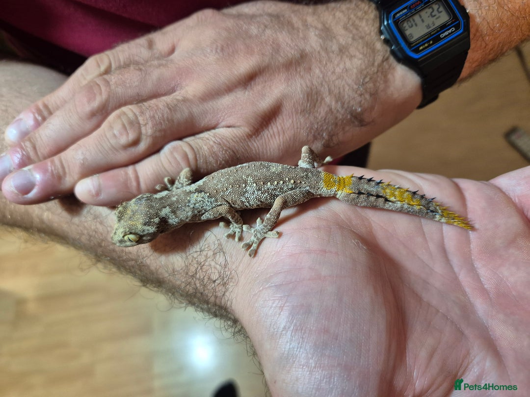 Gecko reptiles for sale: Pair of Northern Spiny tailed geckos and setup - Image 4