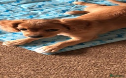 Cavapoo dogs for sale: Beautiful cavapoo Girl Ready to leave now - Image 6