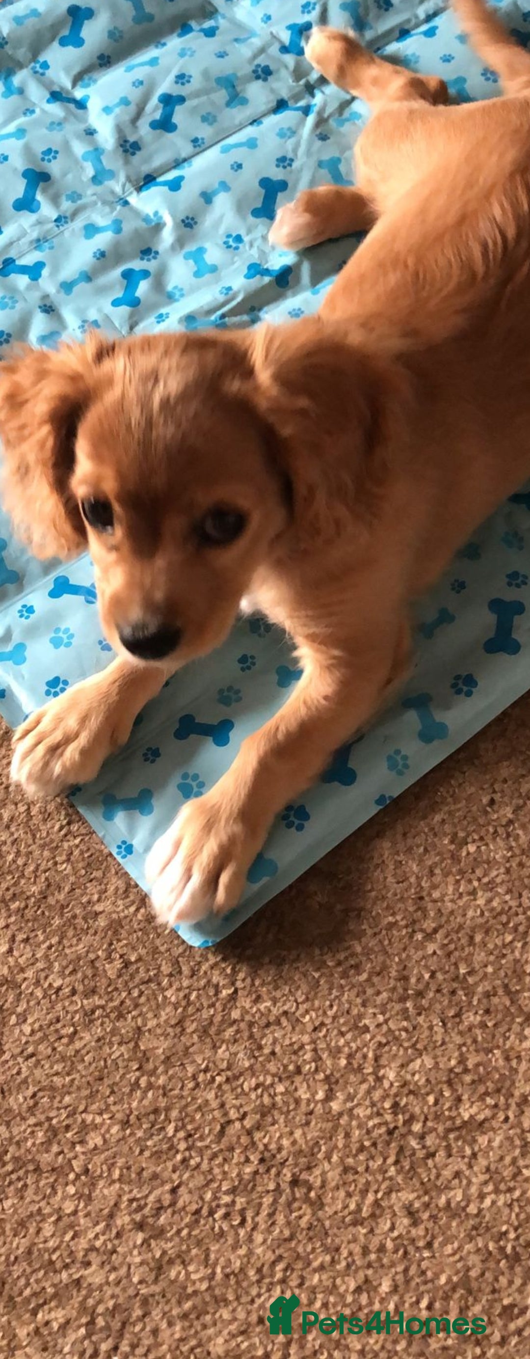 Cavapoo dogs for sale: Beautiful cavapoo Girl Ready to leave now - Image 6