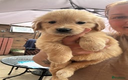 Golden Retriever dogs for sale: KC registered, Health Certificated, DARK SHOW Line - Image 8