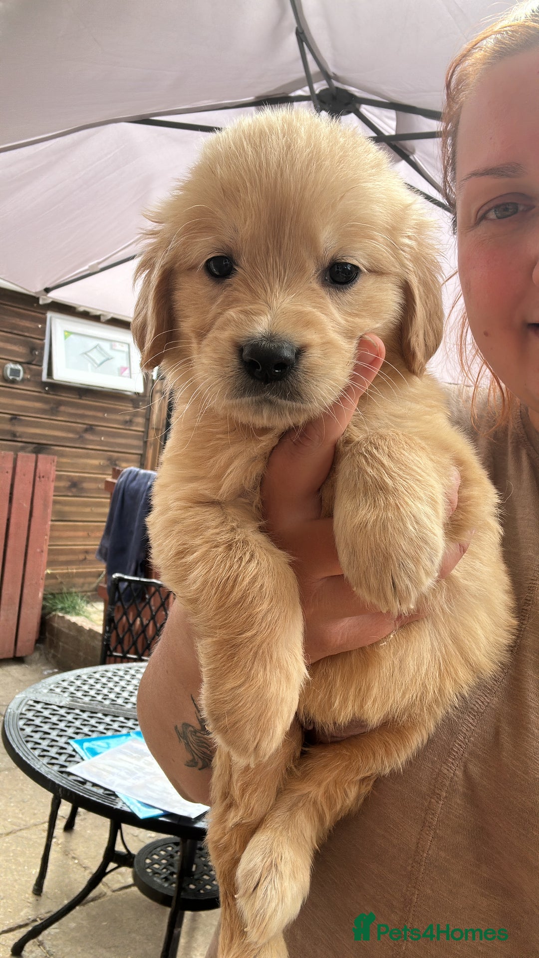 Golden Retriever dogs for sale: KC registered, Health Certificated, DARK SHOW Line - Image 8