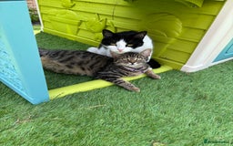 British Shorthair cats for sale: Two litters. 3 tabbies 4 fluffy black and white - Image 11