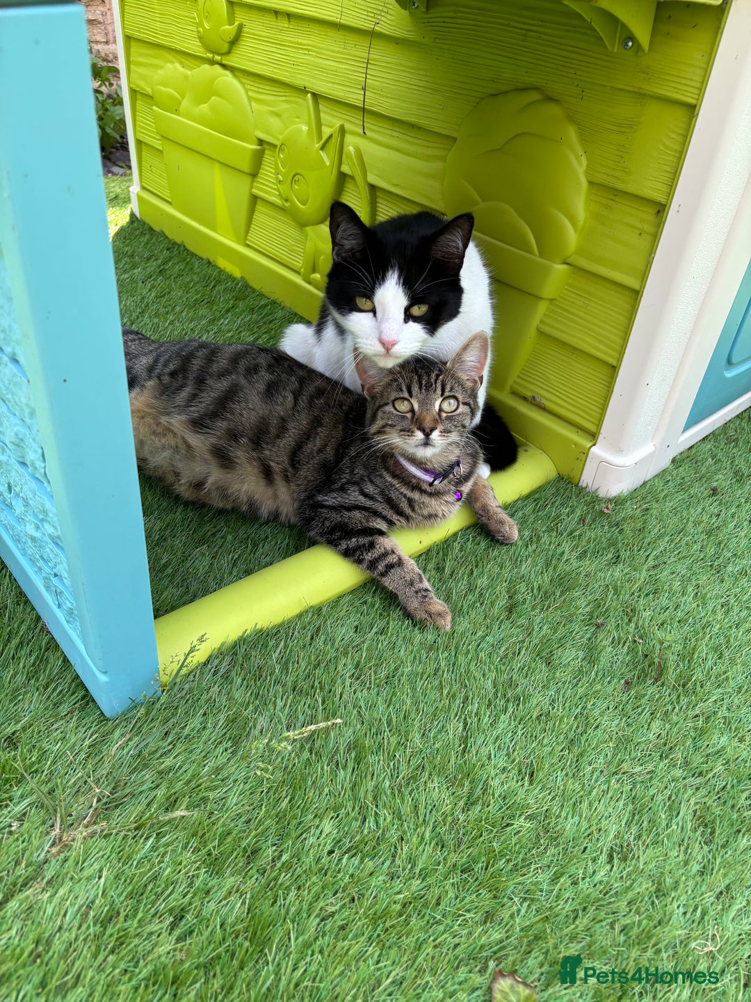 British Shorthair cats for sale: Two litters. 3 tabbies 4 fluffy black and white - Image 11