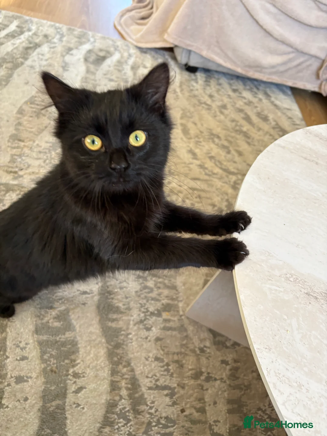 Mixed Breed cats for sale: 6month old female black cat  - Advert 2