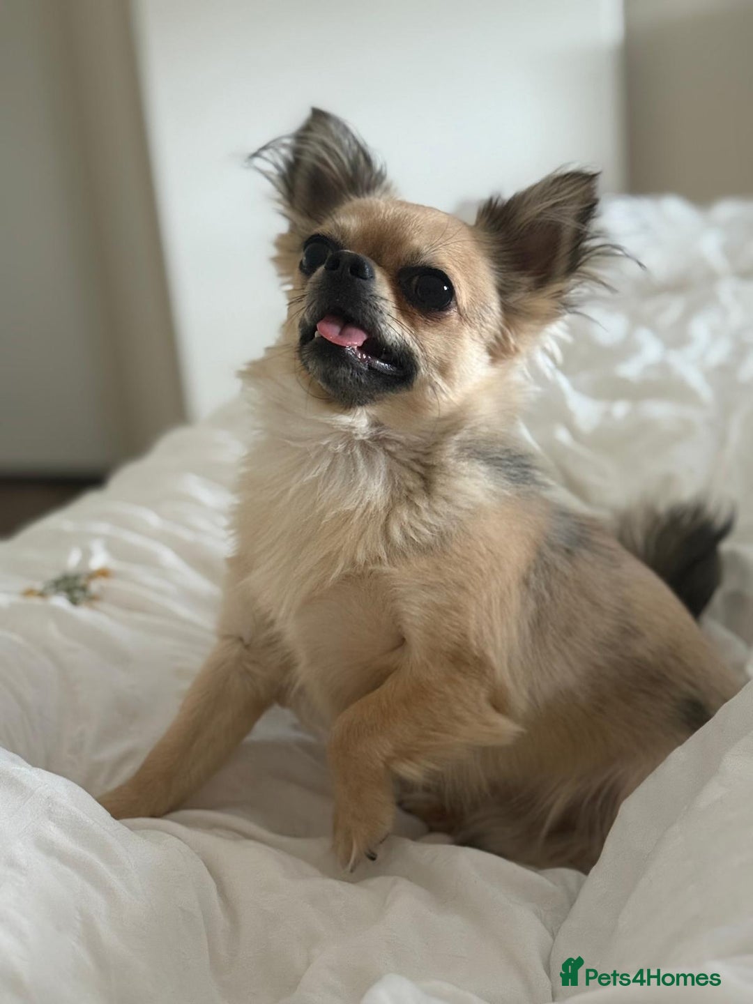 Chihuahua dogs for stud: Miloo - Advert 2