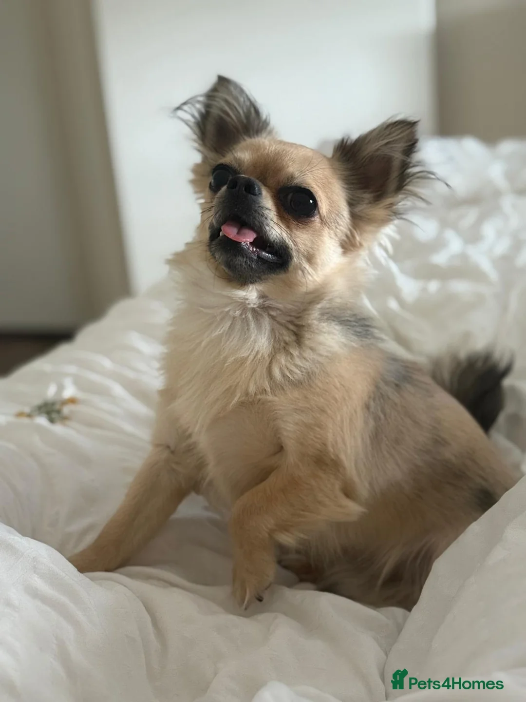 Chihuahua dogs for stud: Miloo - Advert 2