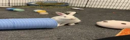New Zealand rabbits for sale: thumper in Salford - Advert 5
