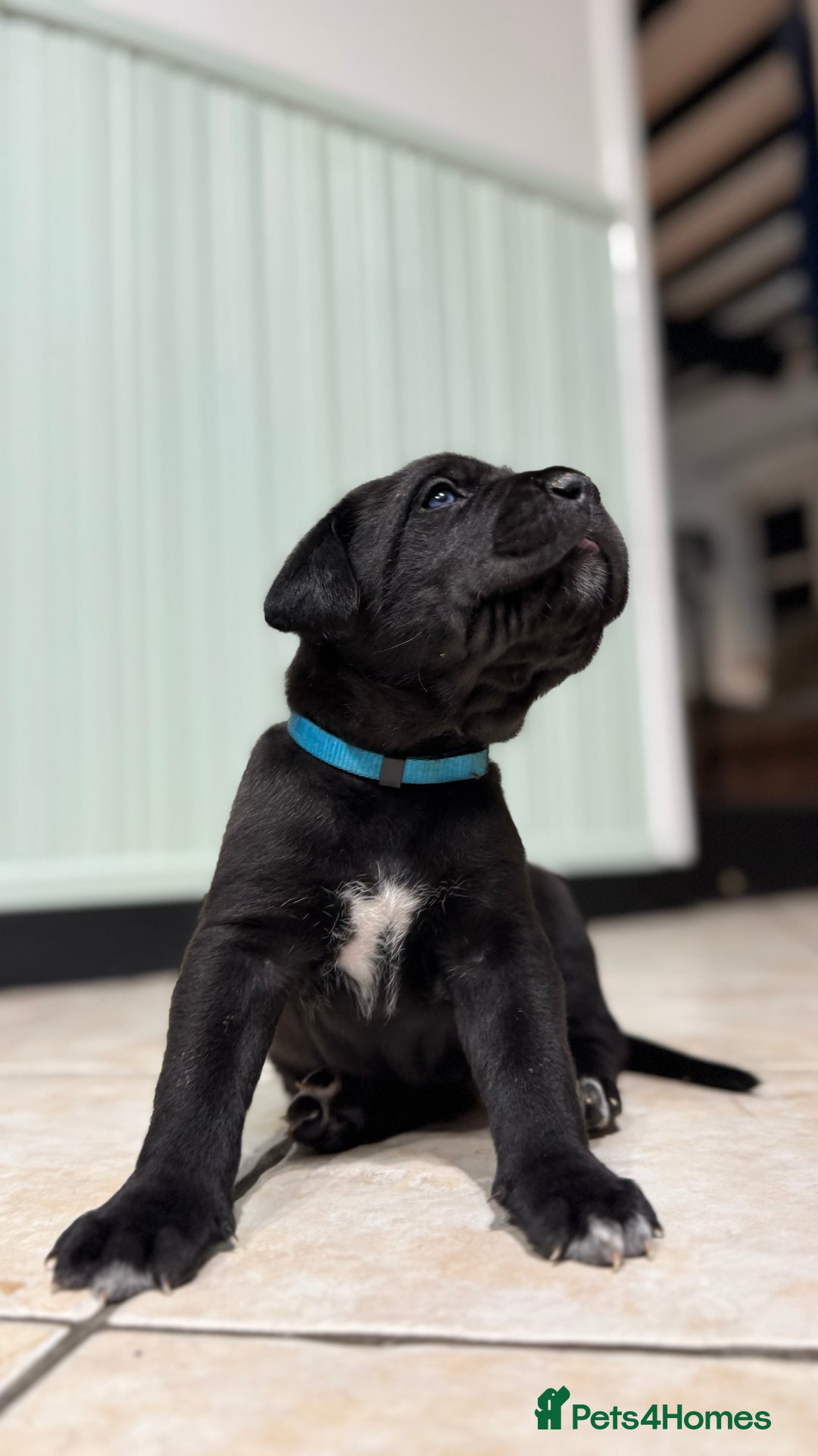 Bandog dogs for sale: BANDOG PUPPIES – SERIOUS QUALITY, SERIOUS PRESENCE - Advert 3