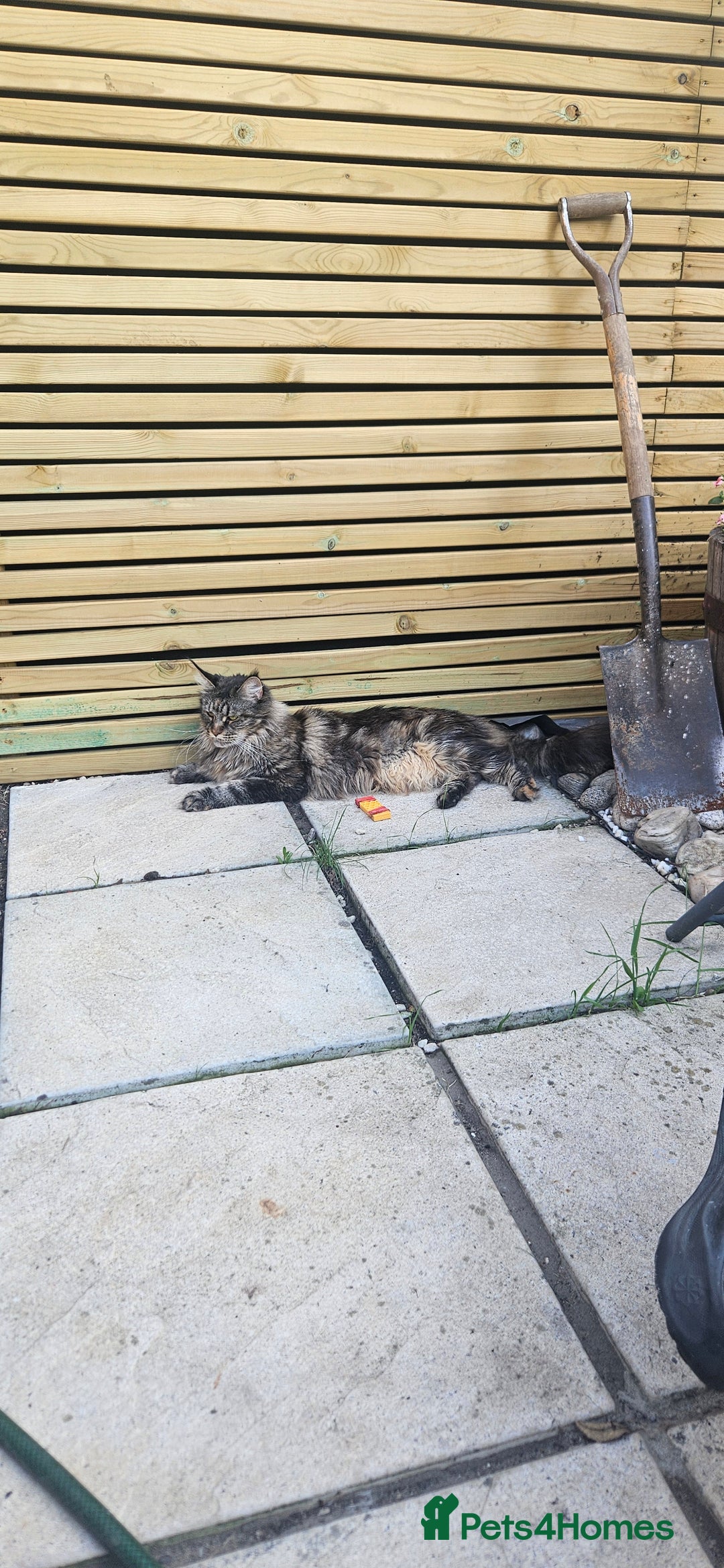 Maine Coon cats for sale: Stunning purebred. Maine coon cat  - Image 6