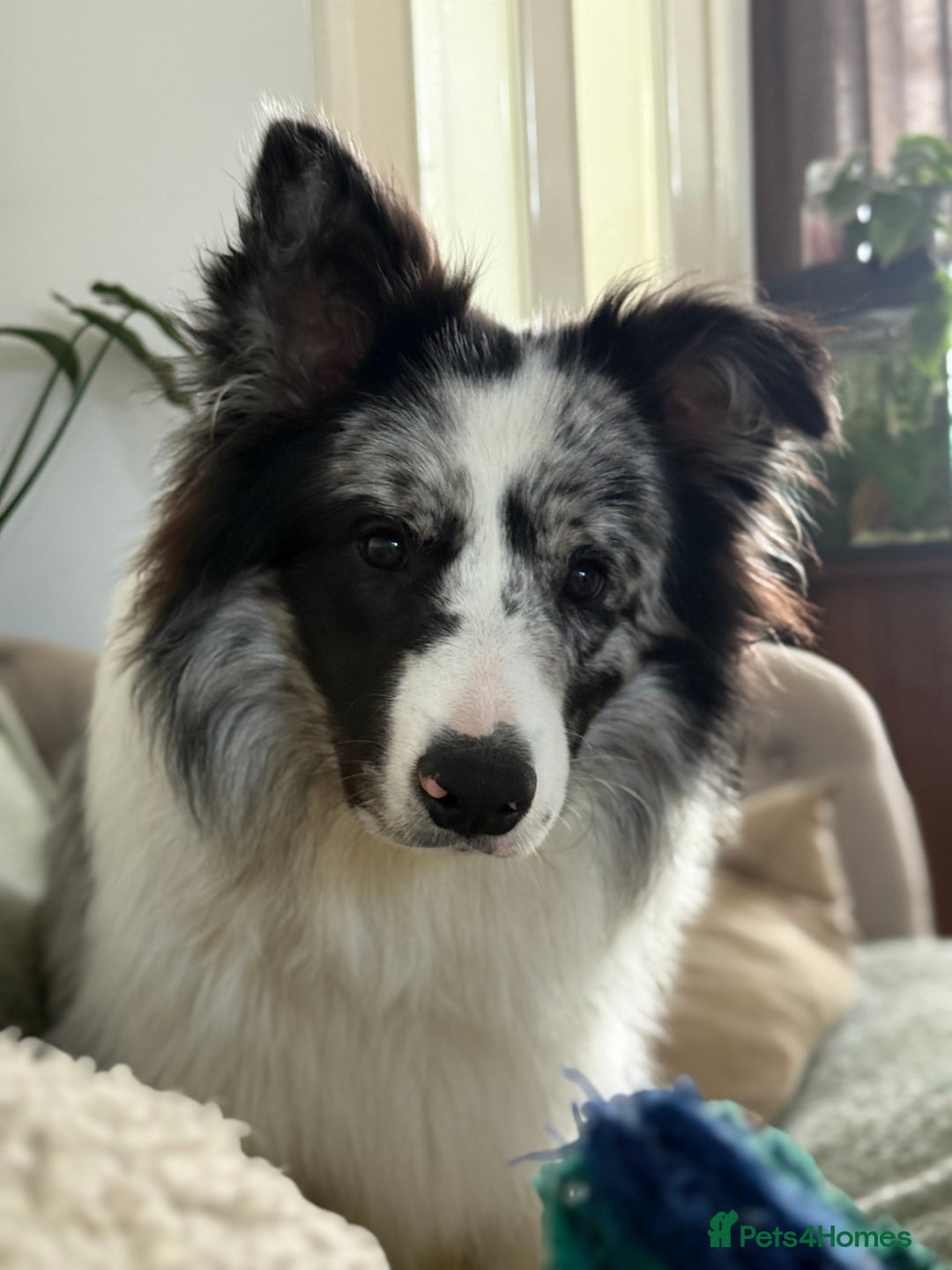 Border Collie dogs for sale: 9 Month old KC Reg, Show Line, Male Border Collie - Advert 2