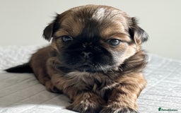 Shih Tzu dogs for sale: ♥️ Adorable Shih Tzu Puppies FoR sALe ♥️ - Image 11