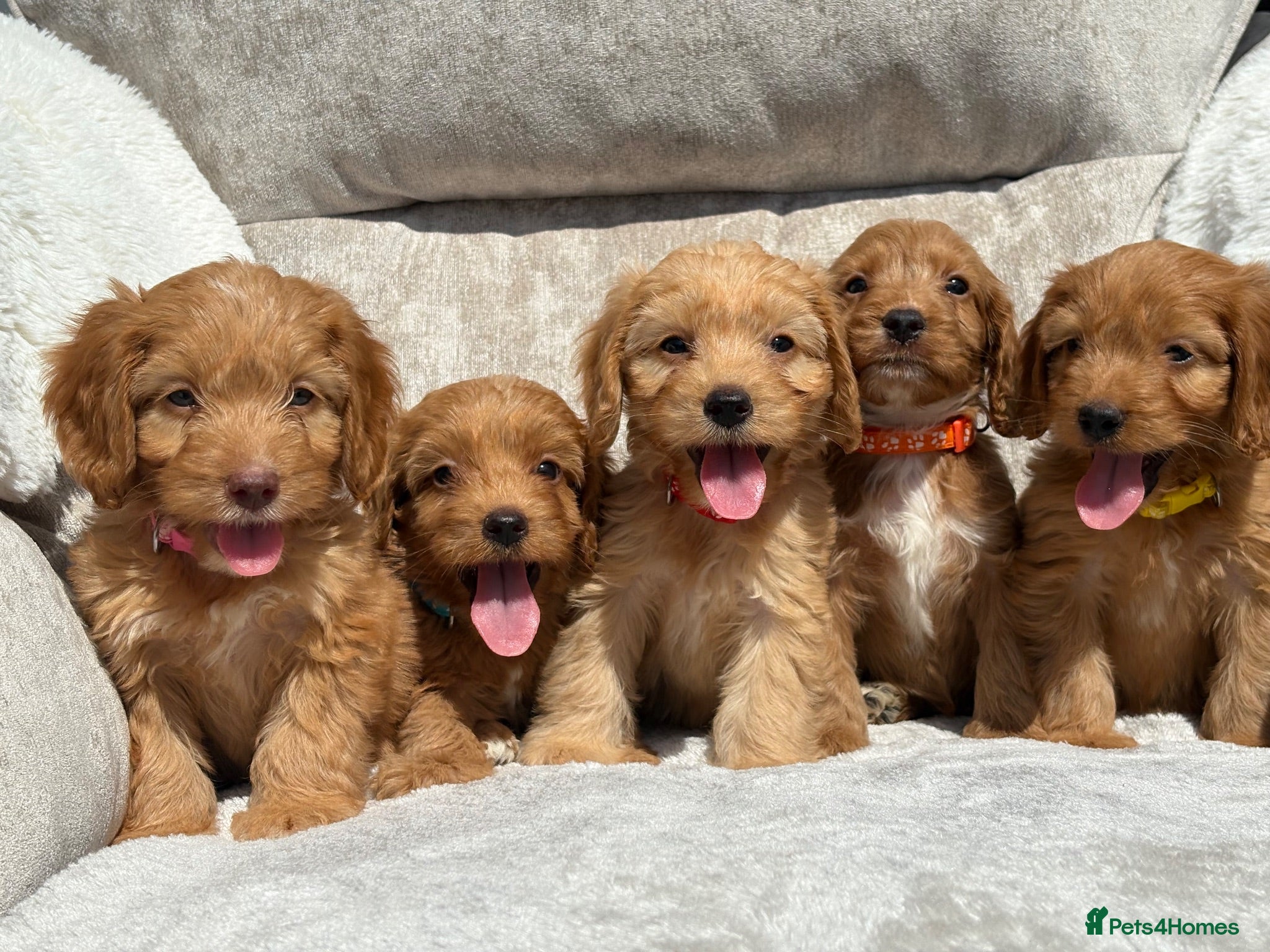 Cockapoo dogs F1 health tested cockapoo puppies - Advert 1