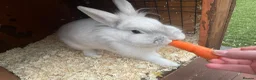 Rex rabbits for sale: Male and female rabbit  in March - Advert 11