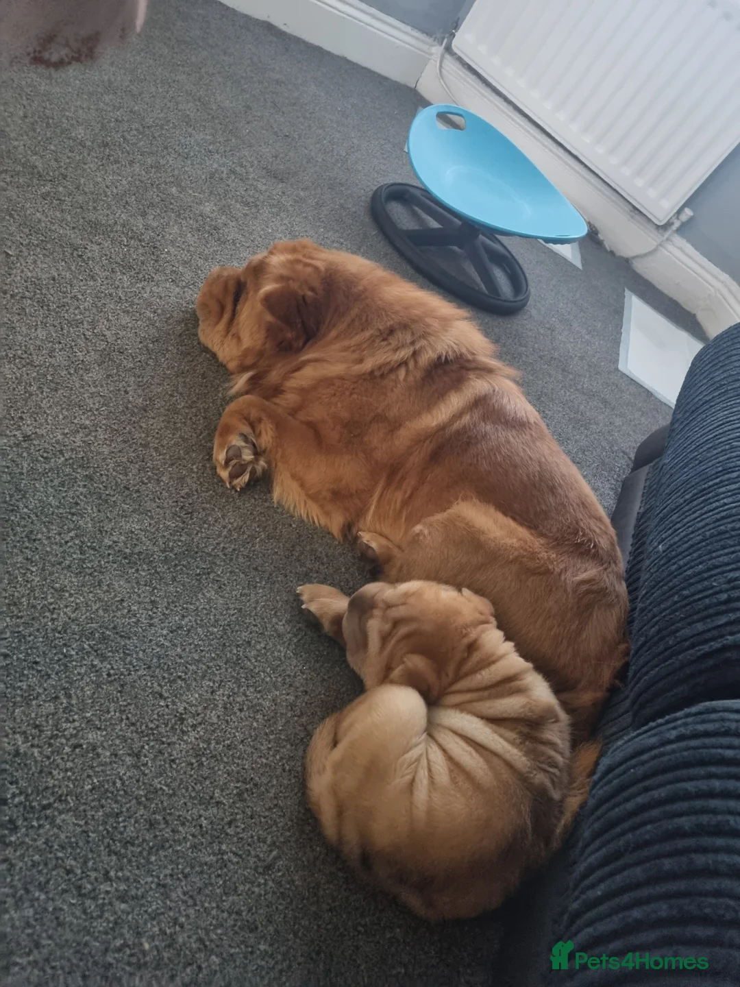 Shar Pei dogs for sale: Puppy for sale  - Advert 3