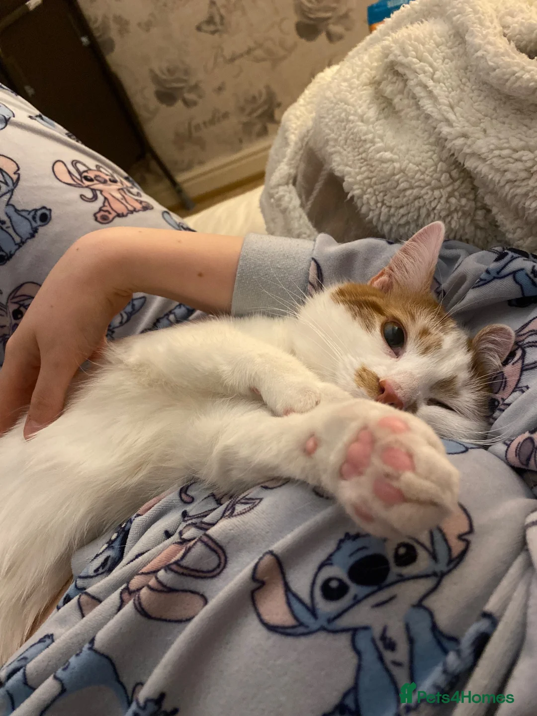 Domestic Shorthair cats for sale: Teddy - Advert 2