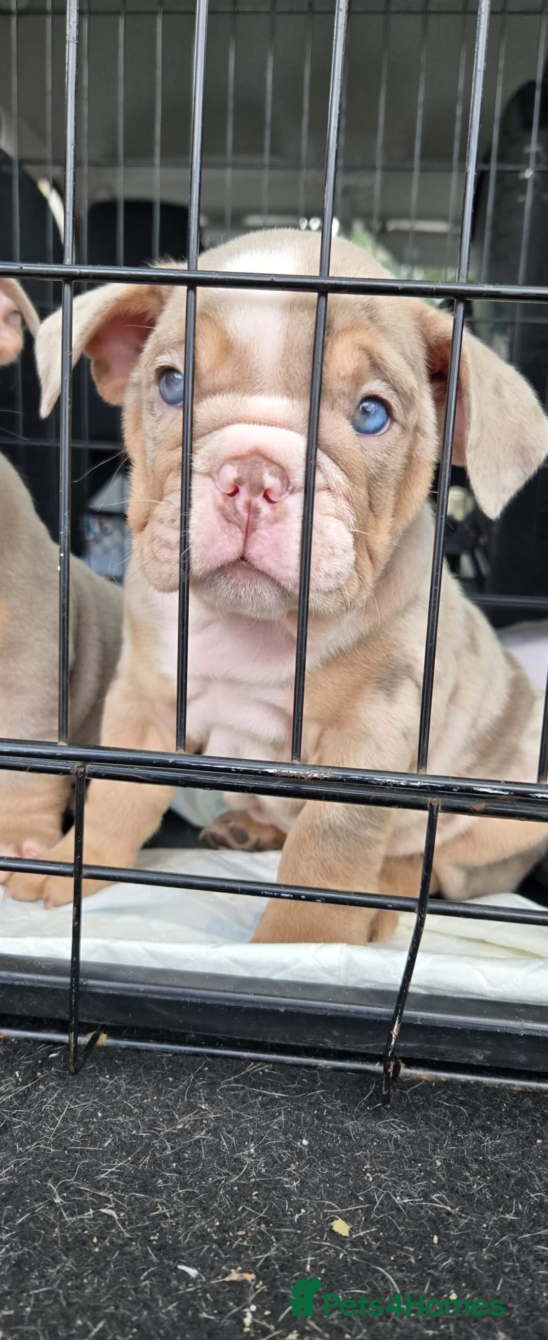 English Bulldog dogs for sale: British Bulldog puppy in Helston - Advert 2