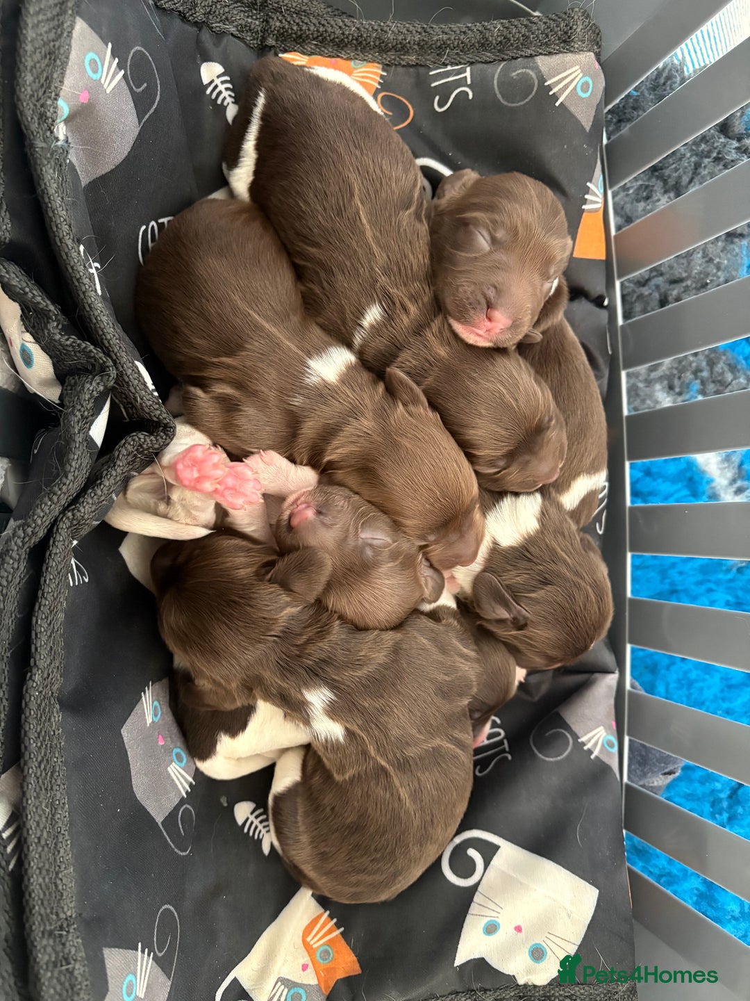 English Springer Spaniel dogs for sale: Beautiful litter of KC REG Puppies - Advert 1