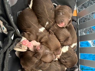 English Springer Spaniel dogs Beautiful litter of KC REG Puppies - Advert 18
