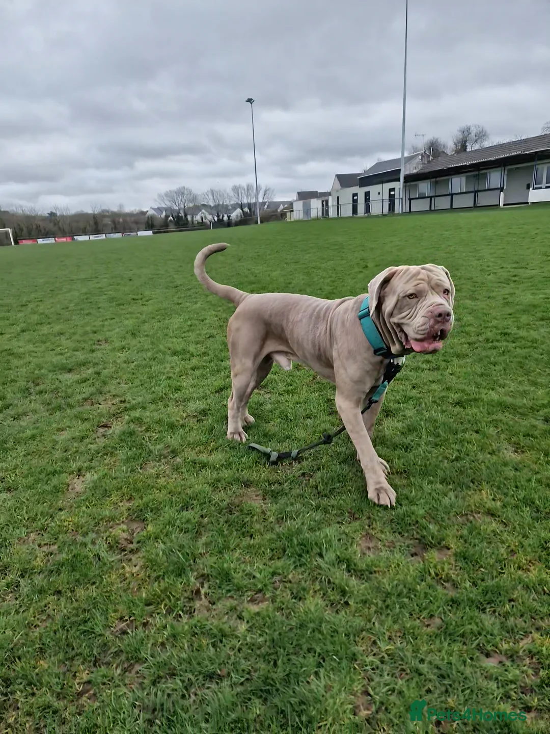 Mixed Breed dogs for sale: Rehoming Thor Please read!! - Advert 2