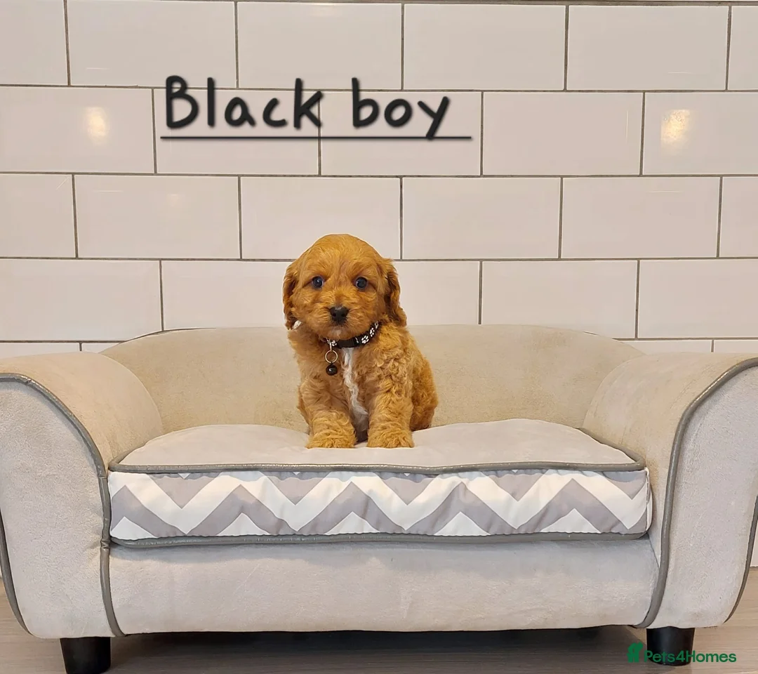 Cavapoo dogs for sale: F1 Cavapoo puppies 💝 - Advert 5