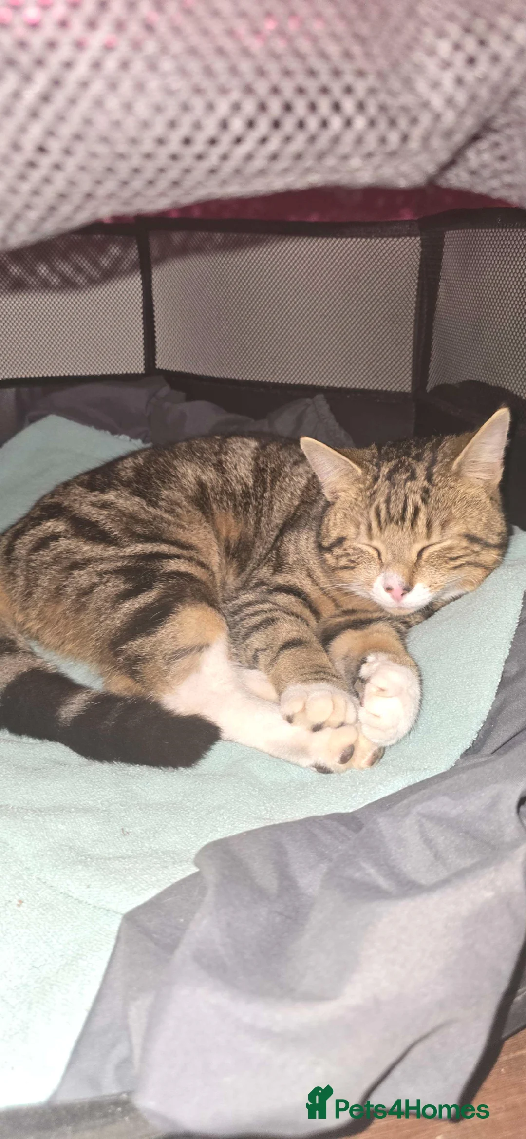 Norwegian Forest Cat cats for sale: TO BE CONTINUED ... - Advert 2