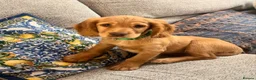 Cocker Spaniel dogs for sale: Golden cocker spaniel  in Abergele - Advert 6