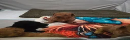 Toy Poodle dogs for sale: 4 Beautiful toy poddles - Advert 6