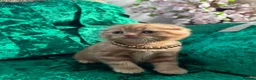 British Shorthair cats for sale: 😻CREAM & RED COLOUR KITTENS 😻 - Advert 18