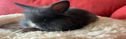 Guinea Pig rodents for sale: WE RESCUE GUINEA PIGS, RABBITS, CHINCHILLAS ECT - Advert 4