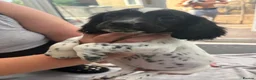 English Springer Spaniel dogs for sale: Springer spaniel puppies - Advert 7
